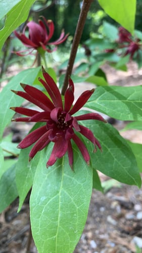 Calycanthus floridus (Carolina allspice) — photo