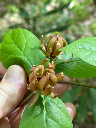 Calycanthus floridus (Carolina allspice) — photo