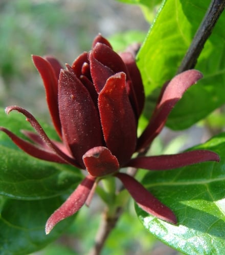 Calycanthaceae