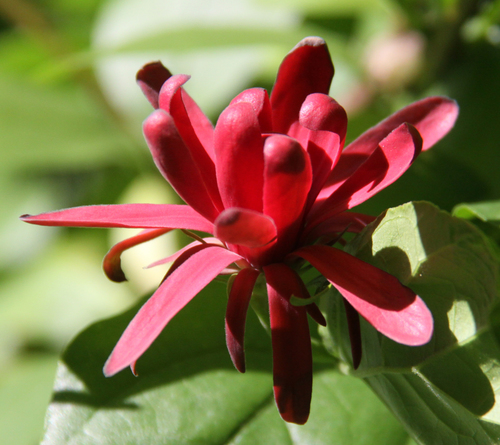 Calycanthus occidentalis (California allspice) — photo