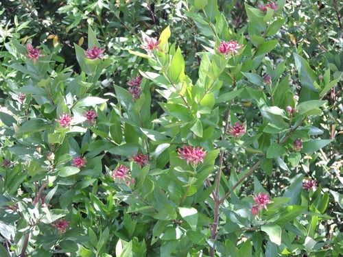 Calycanthus occidentalis