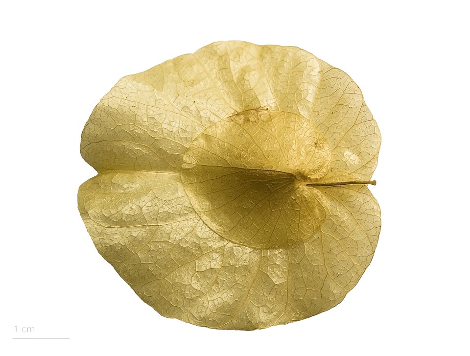 Calycobolus africanus