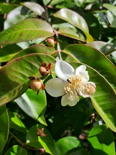 Calycolpus goetheanus (Wild guava) — photo