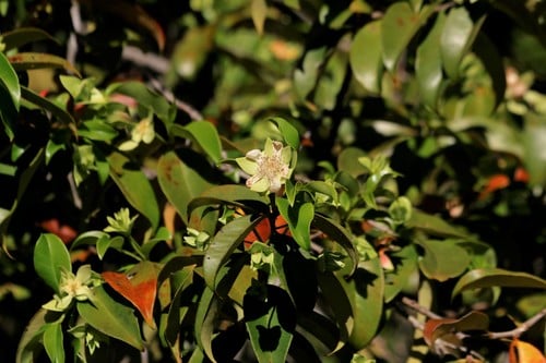 Calycolpus legrandii (Barapiroca-acu) — photo