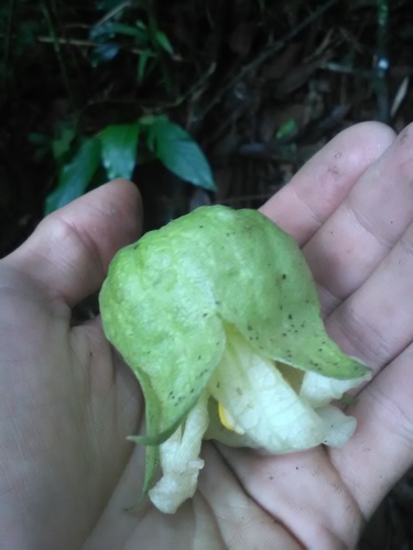Calycophysum weberbaueri (Cipo watermelon) — photo