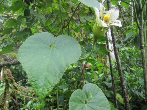 Calycophysum weberbaueri