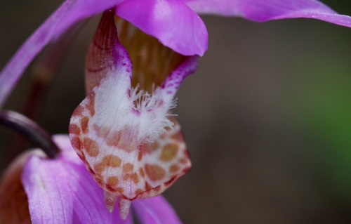 Calypso bulbosa (Fairyslipper) — photo