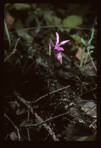 Calypso bulbosa (Fairyslipper) — photo