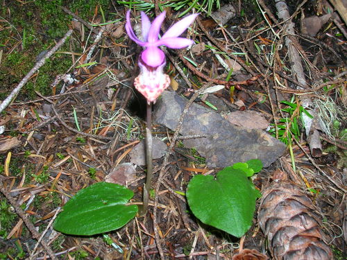 Calypso bulbosa