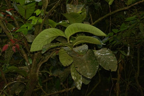 Calyptranthes aromatica (Brazil pimento) — photo