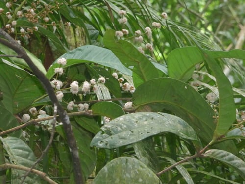Calyptranthes aromatica (Brazil pimento) — photo