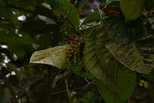 Calyptranthes aromatica