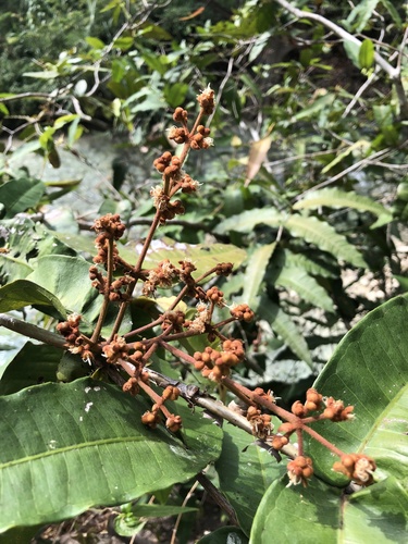 Calyptranthes chiapensis — photo