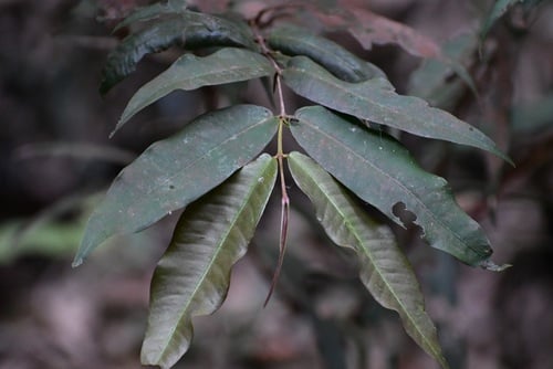 Calyptranthes chiapensis — photo