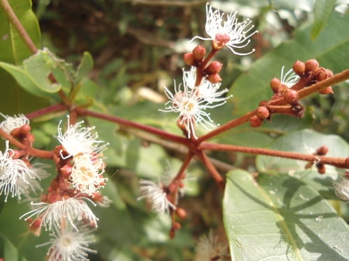 Calyptranthes chiapensis
