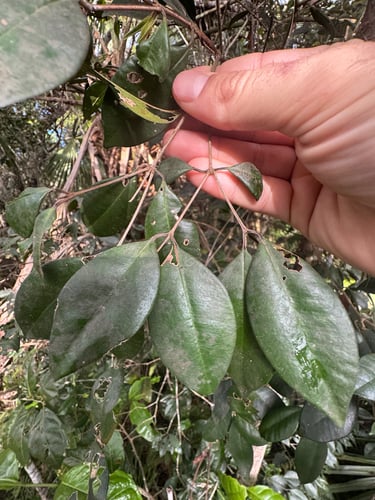 Calyptranthes chytraculia var. americana
