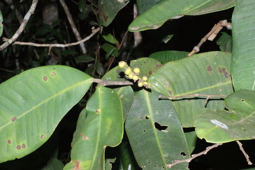Calyptranthes clusiifolia (Guamirim-pepper) — photo