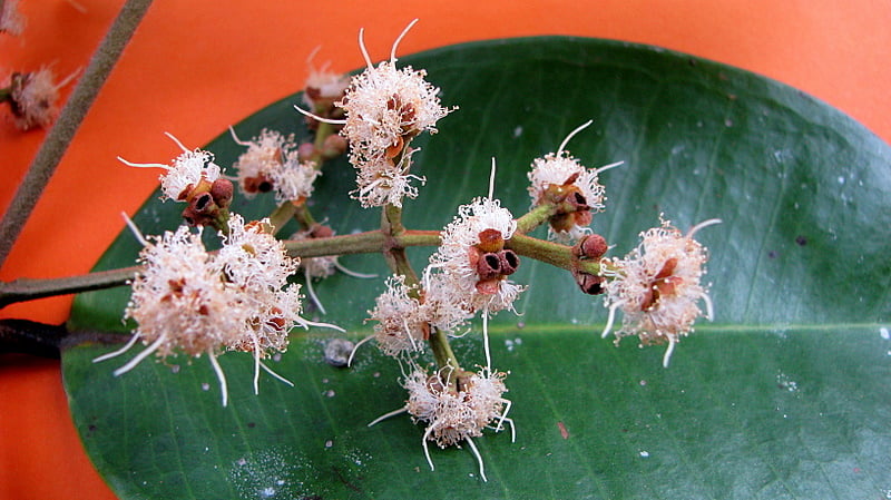 Calyptranthes clusiifolia (Guamirim-pepper) — photo