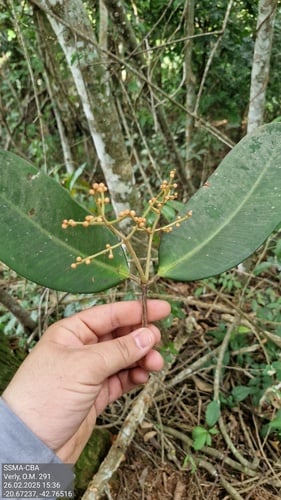 Calyptranthes clusiifolia