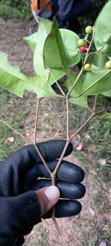 Calyptranthes lucida