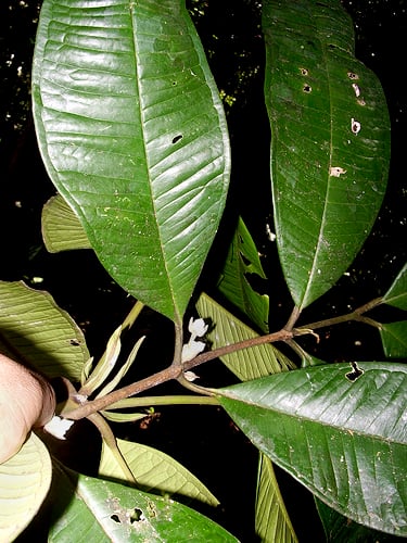 Calyptranthes macrophylla (Bigleaf lidflower) — photo