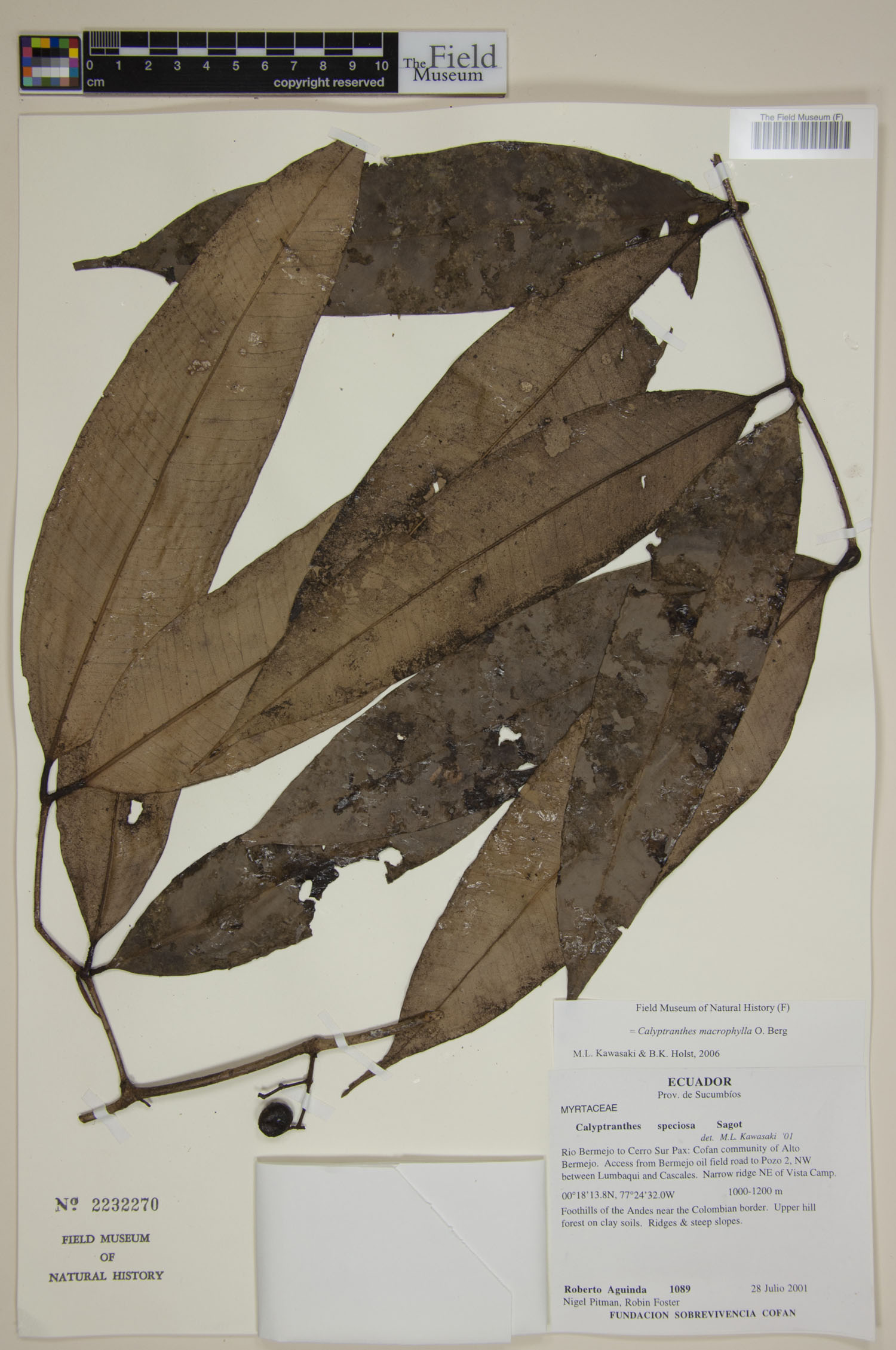Calyptranthes macrophylla (Bigleaf lidflower) — photo