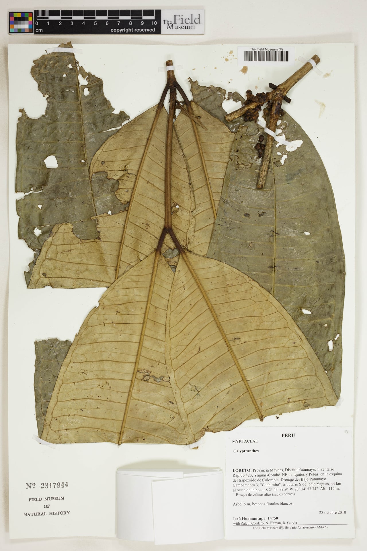 Calyptranthes macrophylla
