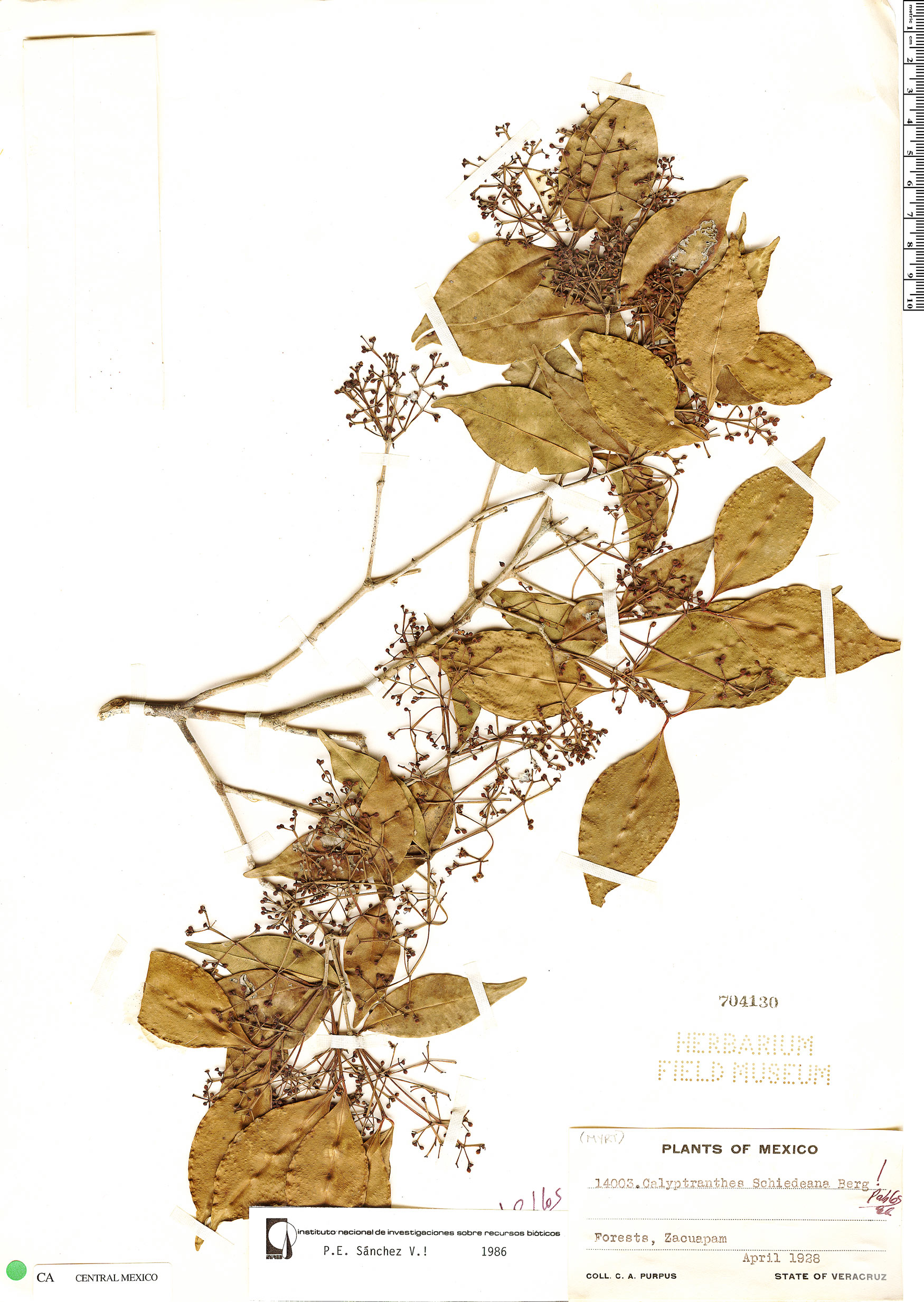 Calyptranthes schiedeana