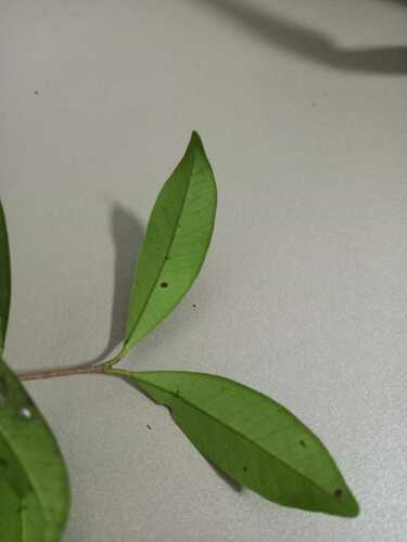 Calyptranthes variabilis — photo