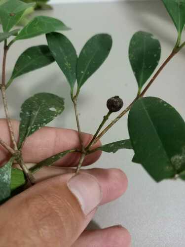 Calyptranthes variabilis — photo