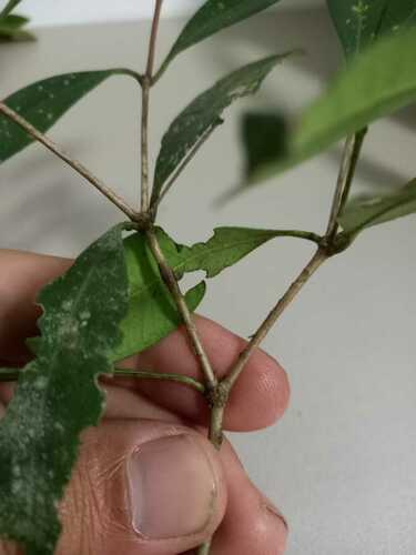 Calyptranthes variabilis