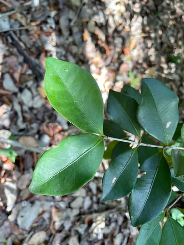 Calyptranthes zuzygium (Myrtle-of-the-river) — photo