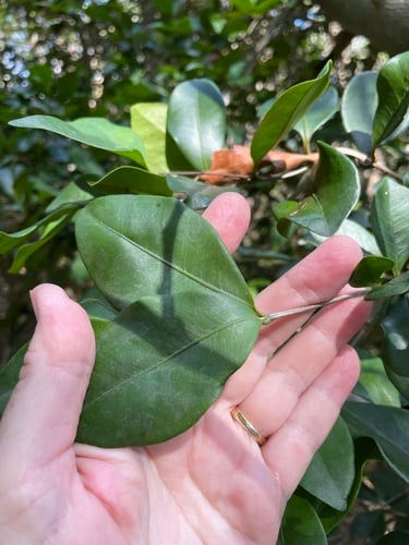 Calyptranthes zuzygium (Myrtle-of-the-river) — photo