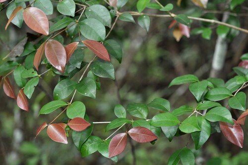 Calyptranthes zuzygium