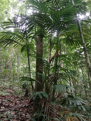 Calyptrocalyx albertisianus (Sunset palm) — photo