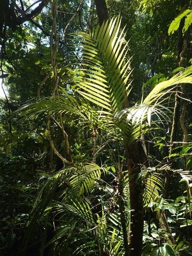 Calyptrocalyx albertisianus