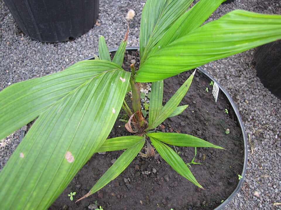 Calyptrocalyx hollrungii (Hollrung's palm) — photo