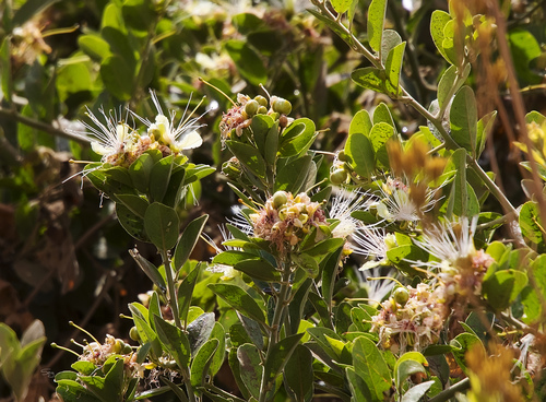 Calyptrotheca somalensis — photo