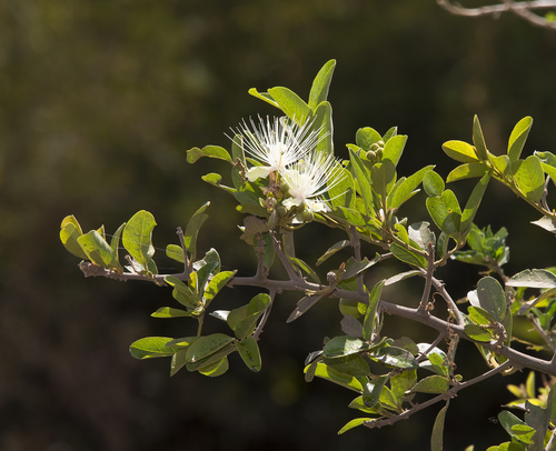 Calyptrotheca somalensis — photo