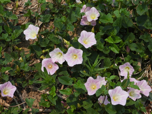 Calystegia hederacea (Japanese False Bindweed) — photo