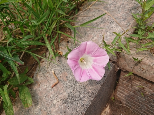 Calystegia hederacea (Japanese False Bindweed) — photo
