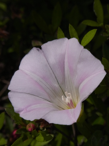 Calystegia hederacea