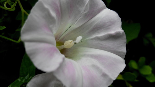 Calystegia pubescens — photo