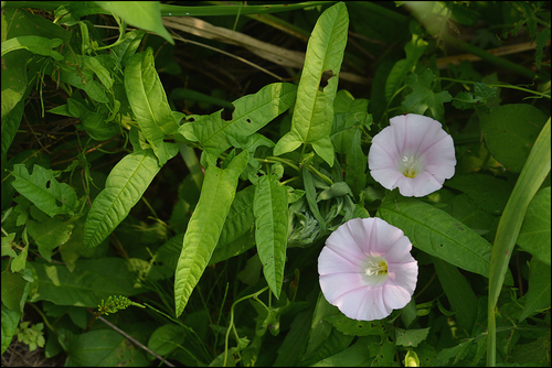 Calystegia pubescens