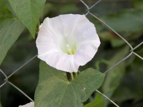 Calystegia sepium (White Bindweed) — photo
