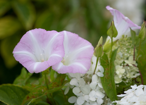 Calystegia sepium (White Bindweed) — photo