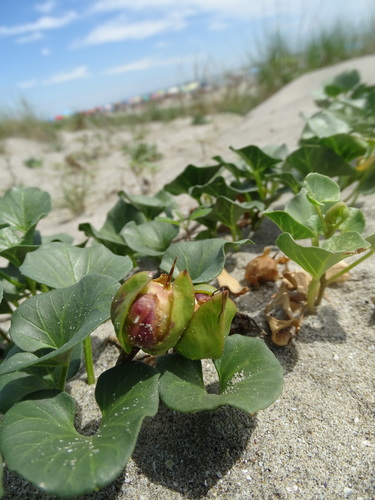 Calystegia soldanella (Sea bindweed) — photo