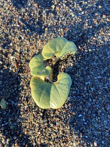 Calystegia soldanella (Sea bindweed) — photo