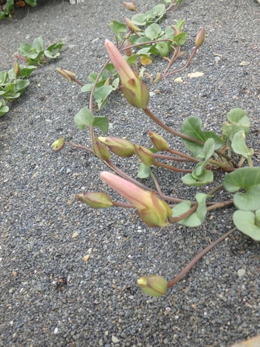 Calystegia soldanella
