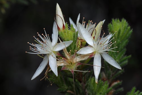 Calytrix tetragona